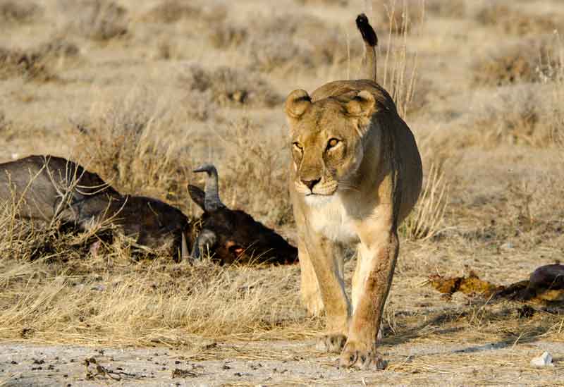 80 - Namibia - leones comiendo - parque nacional de Etosha